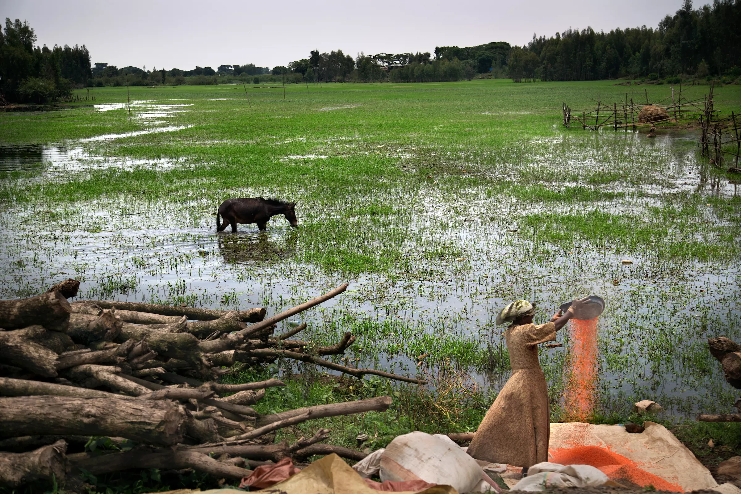 A woman tends to grain during the rainy season in Bahir Dar, Ethiopia.